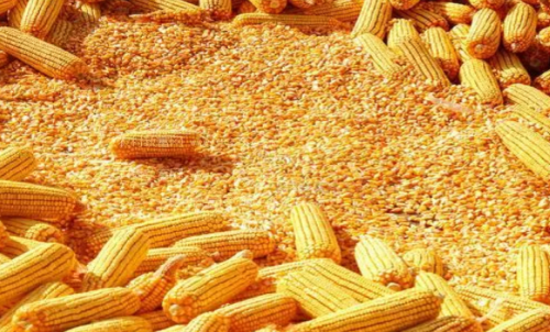 最近玉米期貨會(huì)大漲嗎？做一手玉米
